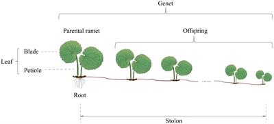 Changes induced by parental neighboring untouched in the clonal plant Glechoma longituba depend on the light environment